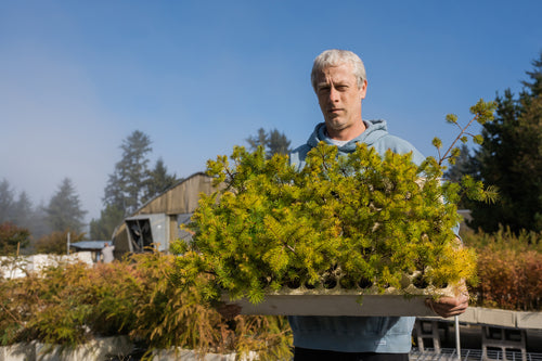 Douglas Fir | Lot of 30 Tree Seedlings