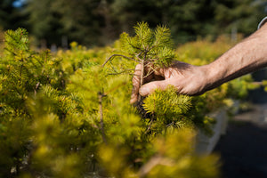 Douglas Fir | Lot of 30 Tree Seedlings