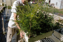 Load image into Gallery viewer, Western Hemlock | Lot of 30 Tree Seedlings