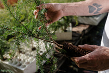 Load image into Gallery viewer, Western Hemlock | Lot of 30 Tree Seedlings