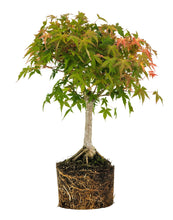 Load image into Gallery viewer, Bonsai Special | Japanese Maple (F1)