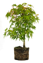 Load image into Gallery viewer, Bonsai Special | Japanese Maple (F5)