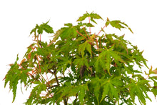 Load image into Gallery viewer, Bonsai Special | Japanese Maple (F5)
