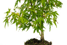 Load image into Gallery viewer, Bonsai Special | Japanese Maple (F5)