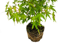 Load image into Gallery viewer, Bonsai Special | Japanese Maple (F5)