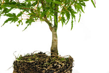 Load image into Gallery viewer, Bonsai Special | Japanese Maple (F5)