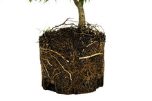 Load image into Gallery viewer, Bonsai Special | Japanese Maple (F5)