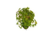 Load image into Gallery viewer, Bonsai Special | Japanese Maple (F5)