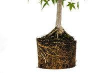 Load image into Gallery viewer, Bonsai Special | Japanese Maple (F1)