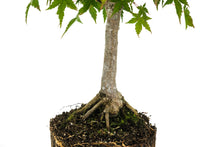Load image into Gallery viewer, Bonsai Special | Japanese Maple (F1)