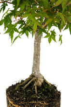Load image into Gallery viewer, Bonsai Special | Japanese Maple (F1)