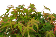 Load image into Gallery viewer, Bonsai Special | Japanese Maple (F1)