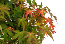 Load image into Gallery viewer, Bonsai Special | Japanese Maple (F1)