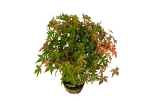 Load image into Gallery viewer, Bonsai Special | Japanese Maple (F1)