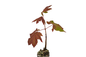 Vine Maple | Small Tree Seedling | The Jonsteen Company