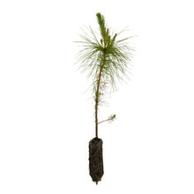 Load image into Gallery viewer, Mexican Weeping Pine | Medium Tree Seedling | The Jonsteen Company