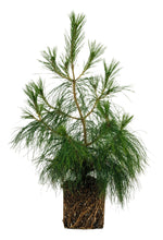 Load image into Gallery viewer, Bonsai Special | Mexican Weeping Pine (D3)