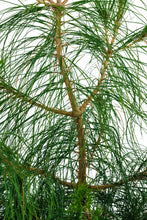 Load image into Gallery viewer, Bonsai Special | Mexican Weeping Pine (D3)