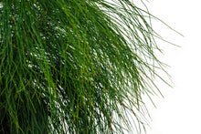 Load image into Gallery viewer, Bonsai Special | Mexican Weeping Pine (D3)