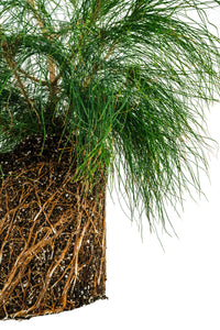 Bonsai Special | Mexican Weeping Pine (D3)