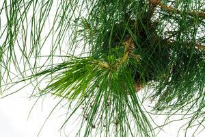 Bonsai Special | Mexican Weeping Pine (D3)