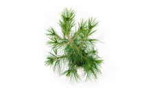 Load image into Gallery viewer, Bonsai Special | Mexican Weeping Pine (D3)