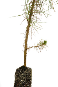 Mexican Weeping Pine | Medium Tree Seedling | The Jonsteen Company