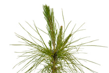 Load image into Gallery viewer, Mexican Weeping Pine | Medium Tree Seedling | The Jonsteen Company