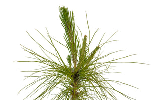 Mexican Weeping Pine | Medium Tree Seedling | The Jonsteen Company