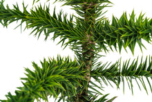 Load image into Gallery viewer, Bonsai Special | Chilean Monkey Puzzle