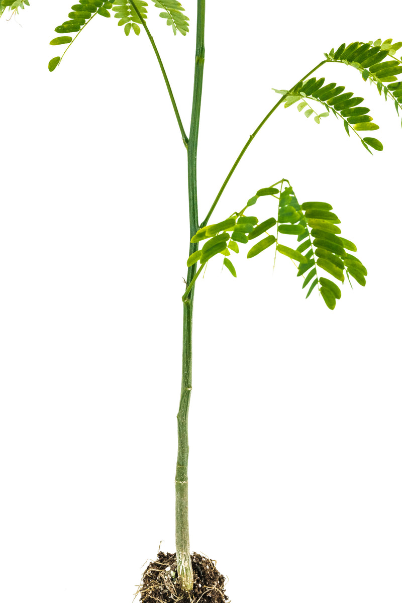 Rain Tree Example Rain Tree | Medium Tree Seedling – The Jonsteen Company