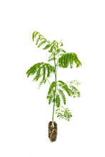 Load image into Gallery viewer, Rain Tree | Medium Tree Seedling | The Jonsteen Company