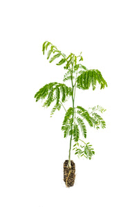 Rain Tree | Medium Tree Seedling | The Jonsteen Company