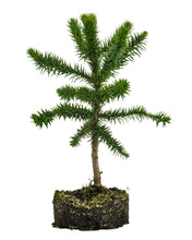 Load image into Gallery viewer, Bonsai Special | Chilean Monkey Puzzle