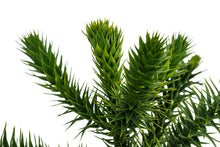 Load image into Gallery viewer, Bonsai Special | Chilean Monkey Puzzle