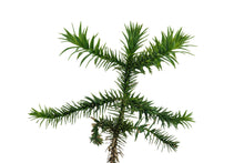 Load image into Gallery viewer, Chilean Monkey Puzzle | XL Tree Seedling | The Jonsteen Company