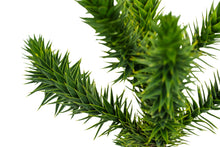 Load image into Gallery viewer, Bonsai Special | Chilean Monkey Puzzle