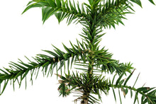 Load image into Gallery viewer, Chilean Monkey Puzzle | XL Tree Seedling | The Jonsteen Company