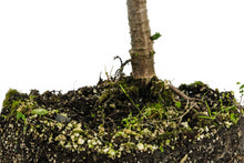 Load image into Gallery viewer, Bonsai Special | Chilean Monkey Puzzle
