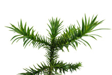 Load image into Gallery viewer, Chilean Monkey Puzzle | XL Tree Seedling | The Jonsteen Company