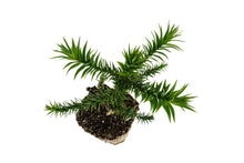 Load image into Gallery viewer, Chilean Monkey Puzzle | XL Tree Seedling | The Jonsteen Company