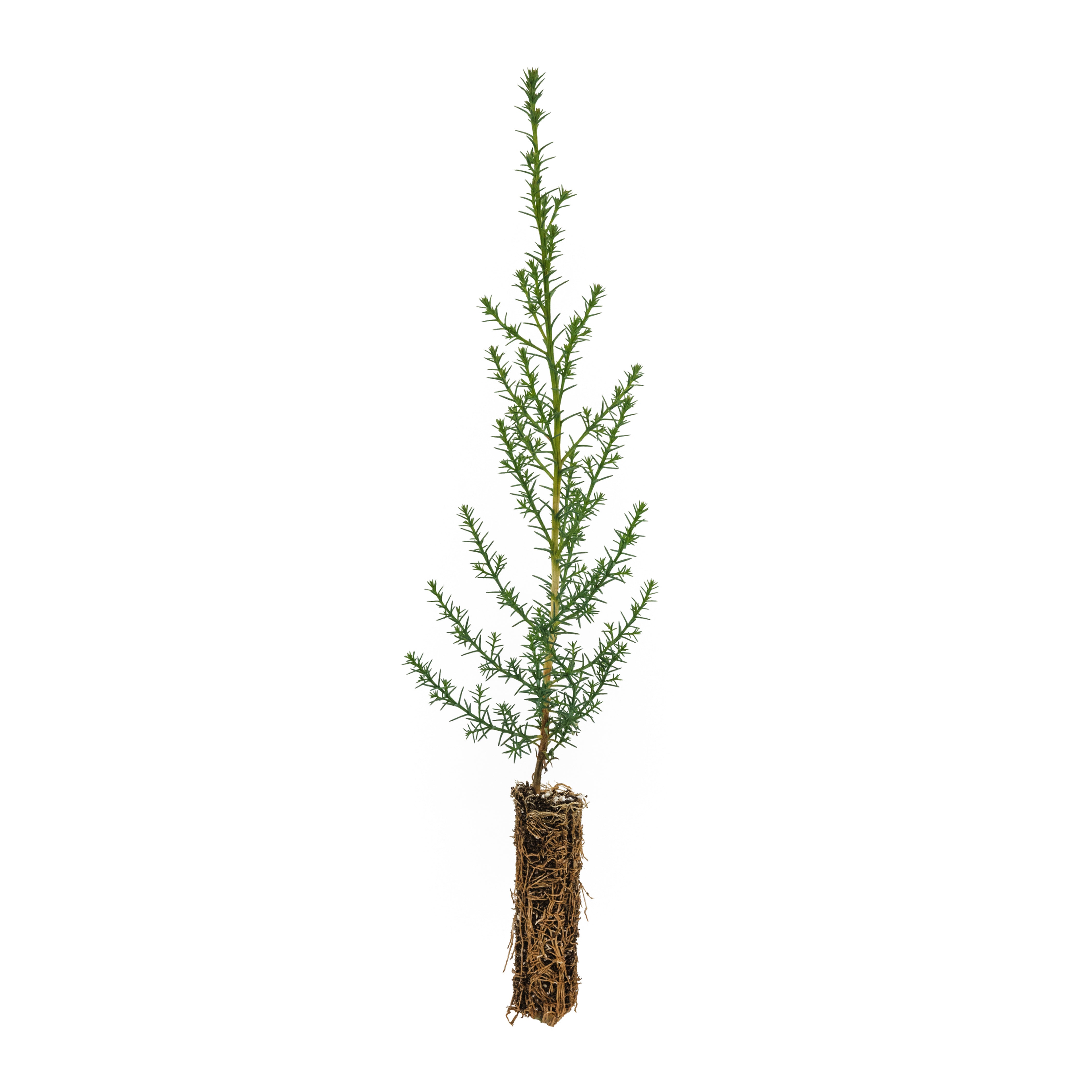 Monterey-Cypress-Small_V2.jpg?