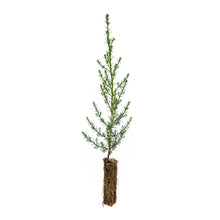 Load image into Gallery viewer, Monterey Cypress | Small Tree Seedling | The Jonsteen Company