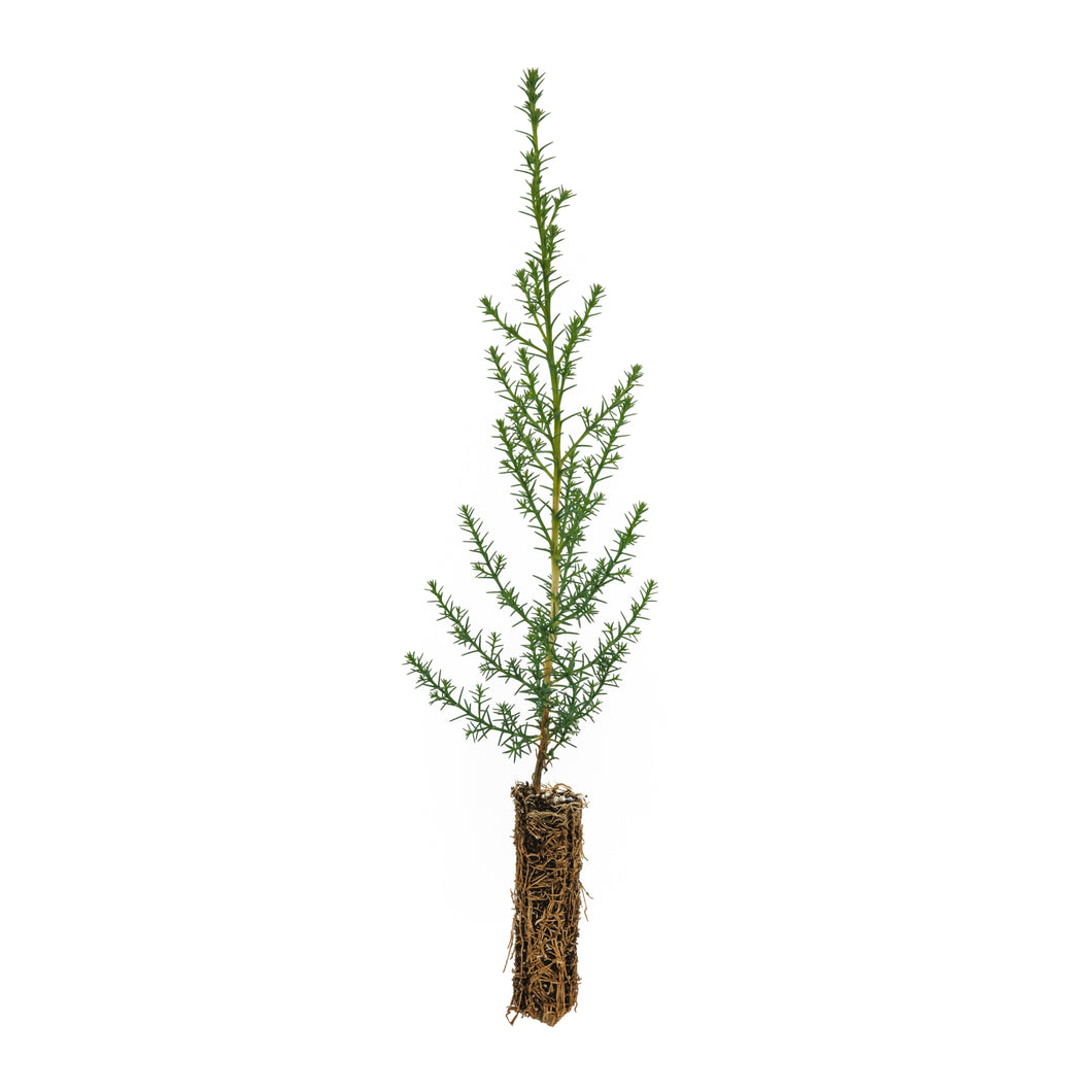 Monterey Cypress | Small Tree Seedling | The Jonsteen Company