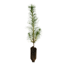 Load image into Gallery viewer, Monterey Pine | Medium Tree Seedling | The Jonsteen Company