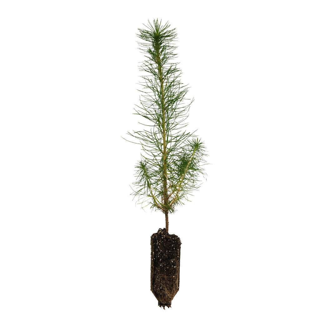 Monterey Pine | Medium Tree Seedling | The Jonsteen Company