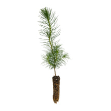 Load image into Gallery viewer, Monterey Pine | Small Tree Seedling