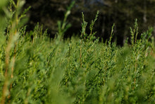 Load image into Gallery viewer, Monterey Cypress | The Jonsteen Company