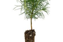 Load image into Gallery viewer, Monterey Pine | Small Tree Seedling