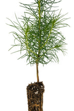 Load image into Gallery viewer, Monterey Pine | Small Tree Seedling